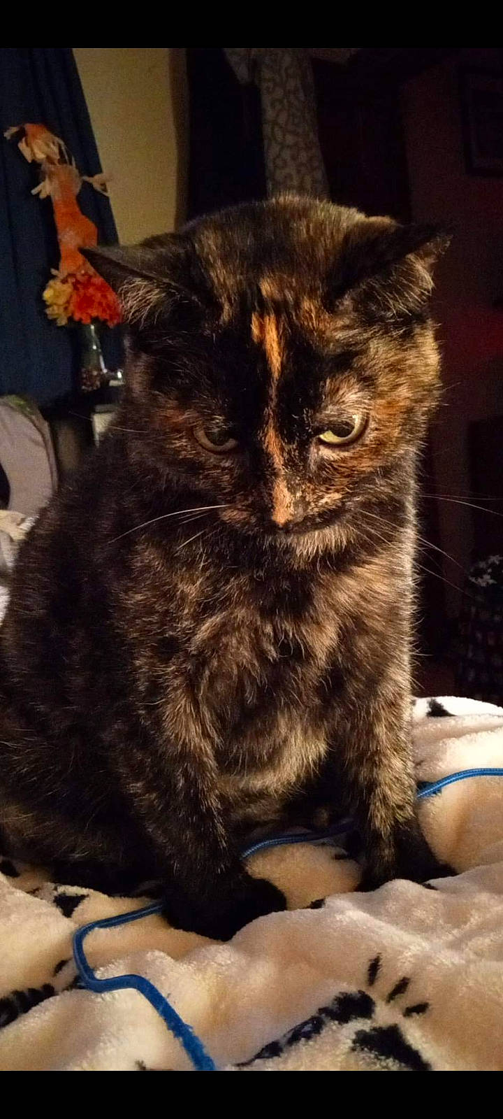 Meow Meow is registered to the contest to win money with this photo: black_cat, box, carnivore, cat, claw, cloud, comfort, domestic_short_haired_cat, felidae, fur, metal, nap, paw, sitting, small_to_medium_sized_cats, snout, tail, terrestrial_animal, whiskers, window