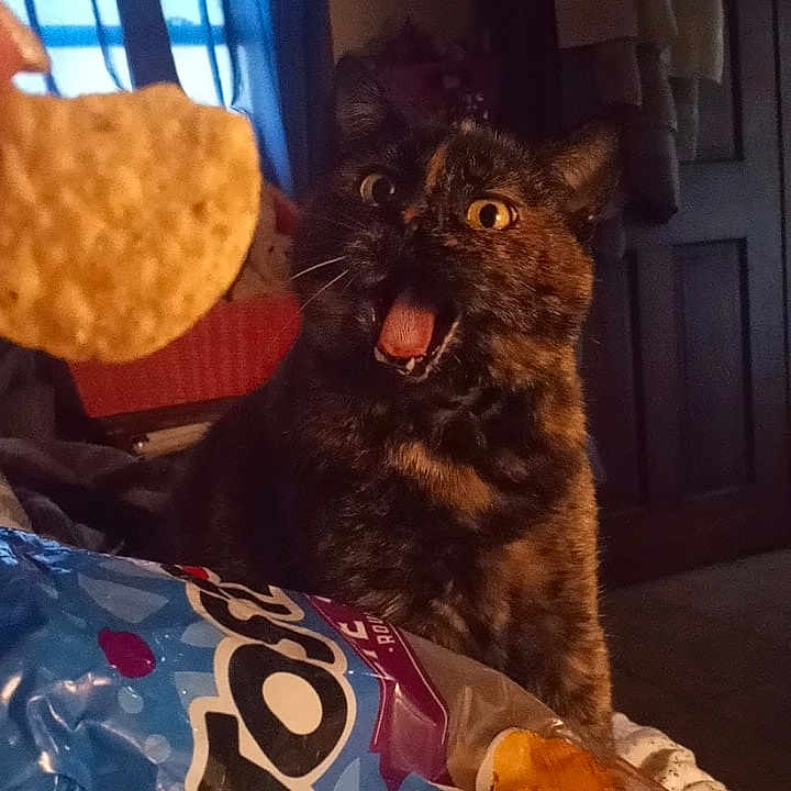 Meow Meow joined the competition — help win amazing prizes! bag, black_cat, canidae, carnivore, cat, claw, comfort, domestic_short_haired_cat, felidae, fur, junk_food, lap, metal, paw, sitting, small_to_medium_sized_cats, snout, square, tail, whiskers