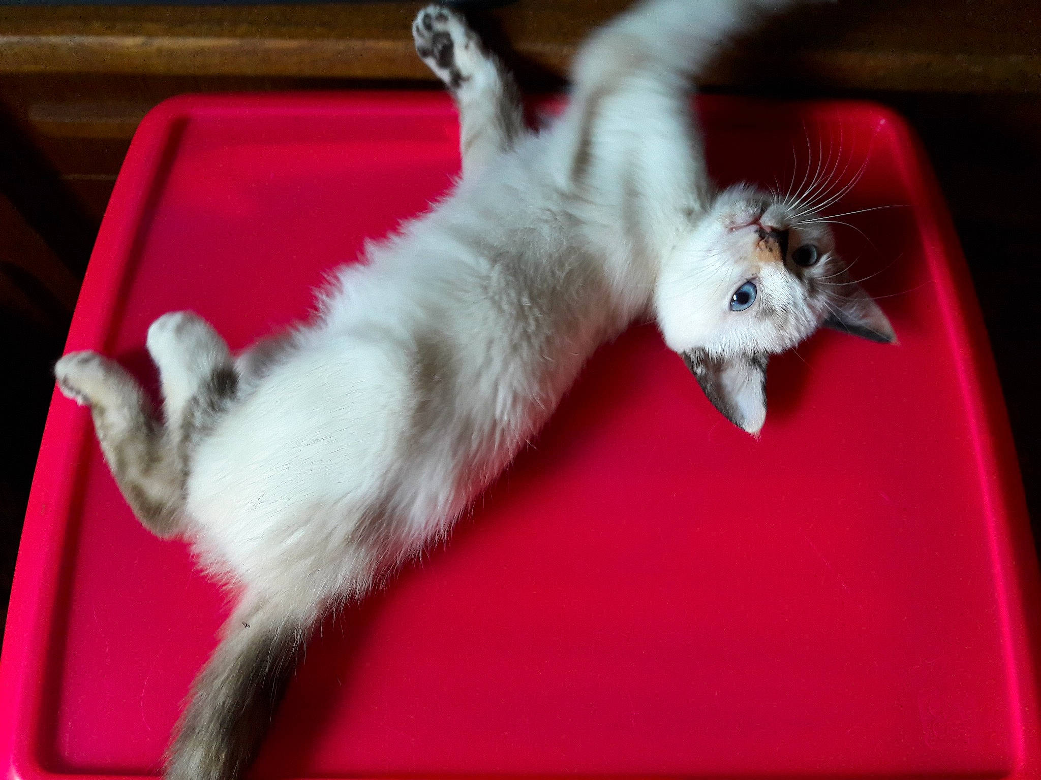 Scarlet participe au concours pour gagner de l'argent avec cette photo : american_curl, balinese, carnivore, cat, claw, felidae, fur, kitten, mammal, paw, polydactyl_cat, ragdoll, small_to_medium_sized_cats, tail, turkish_angora, vertebrate, whiskers