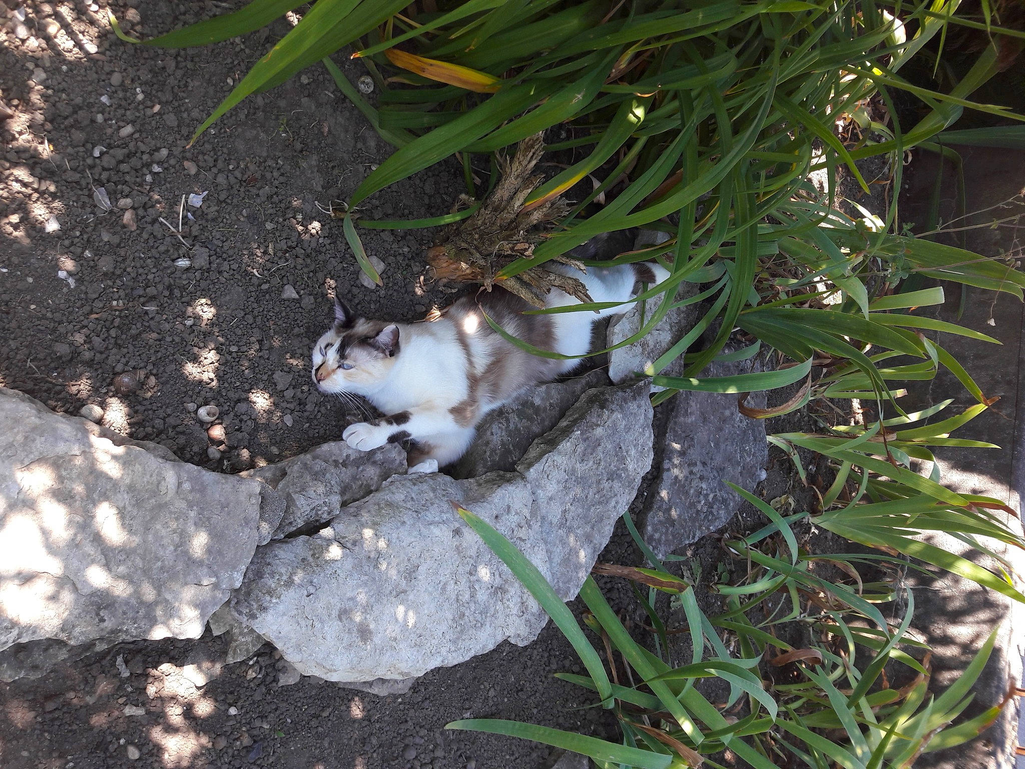 Scarlet a rejoint le concours — aidez-le/la à gagner de superbes lots ! carnivore, cat, felidae, grass, plant, small_to_medium_sized_cats