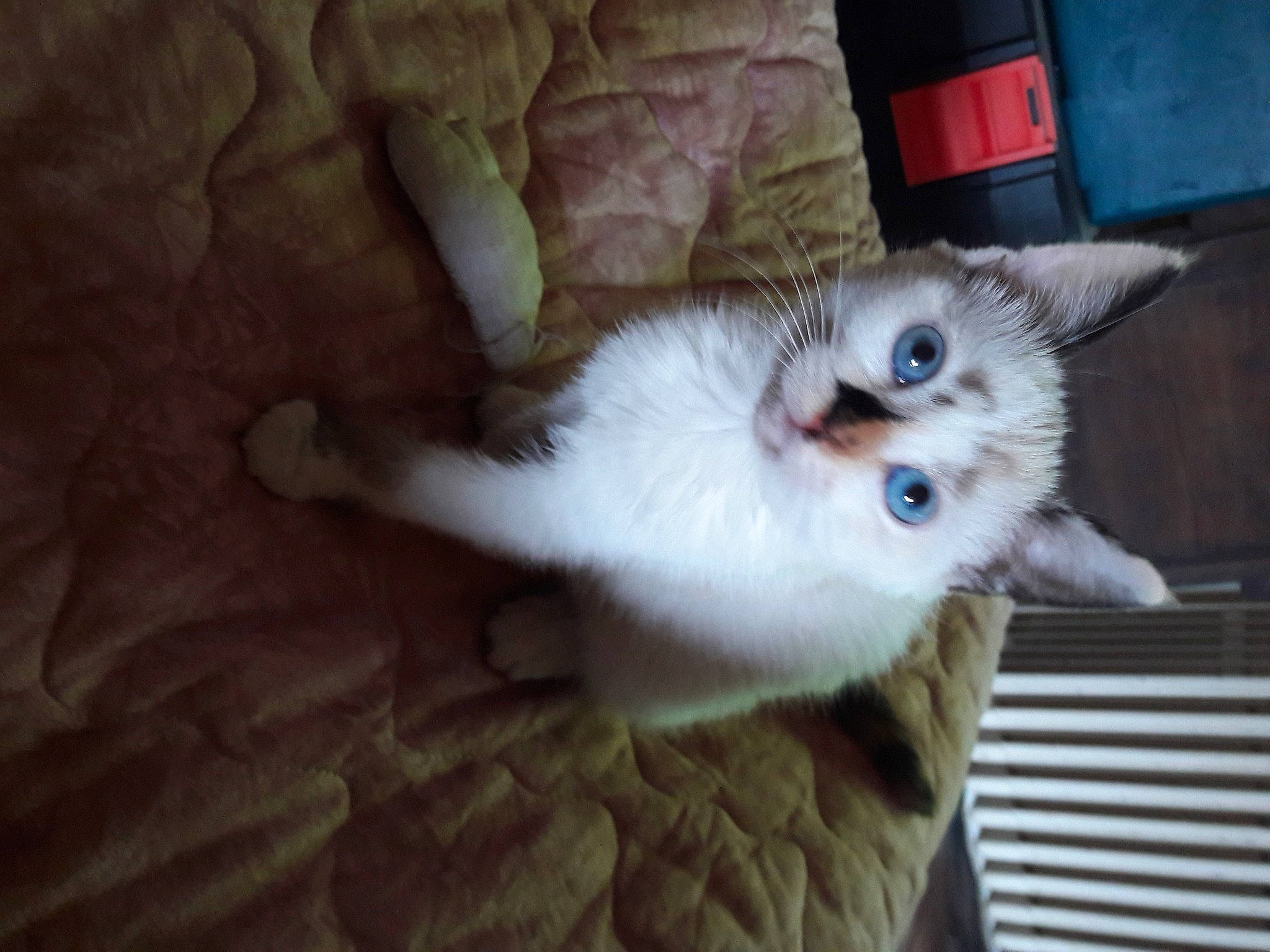 Scarlet a rejoint le concours — aidez-le/la à gagner de superbes lots ! aegean_cat, carnivore, cat, domestic_short_haired_cat, european_shorthair, eye, felidae, iris, kitten, mammal, munchkin, norwegian_forest_cat, nose, ojos_azules, ragdoll, skin, small_to_medium_sized_cats, turkish_van, vertebrate, whiskers