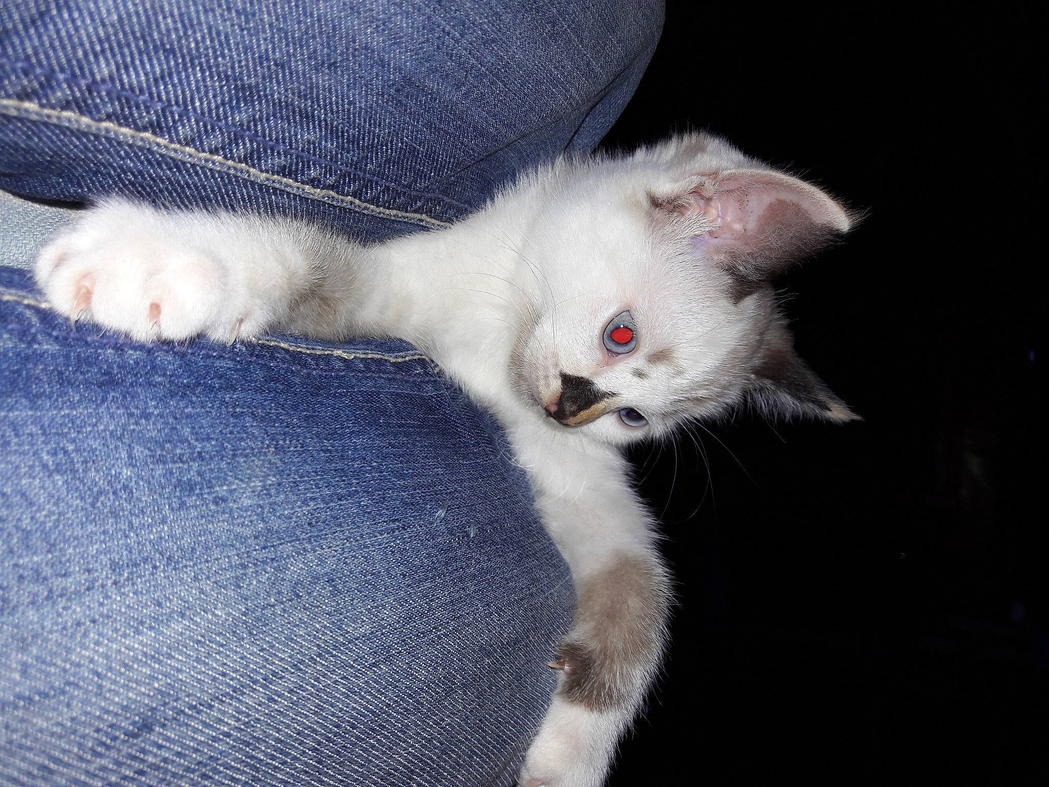 Scarlet participe au concours pour gagner de l'argent avec cette photo : carnivore, cat, cloud, colorpoint_shorthair, domestic_short_haired_cat, ear, felidae, fur, khao_manee, kitten, leg, mammal, paw, polydactyl_cat, sky, small_to_medium_sized_cats, tail, turkish_angora, turkish_van, whiskers