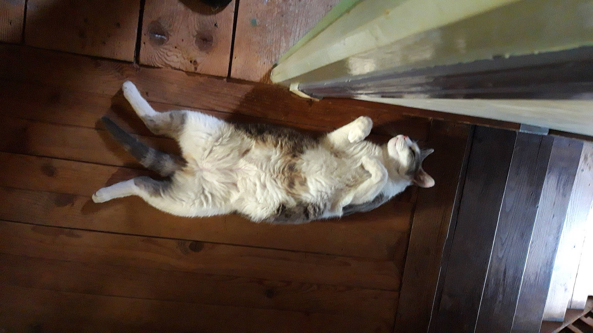 Sweeky a rejoint le concours — aidez-le/la à gagner de superbes lots ! canidae, carnivore, cat, fawn, felidae, fur, small_to_medium_sized_cats, sporting_group, tail, wood