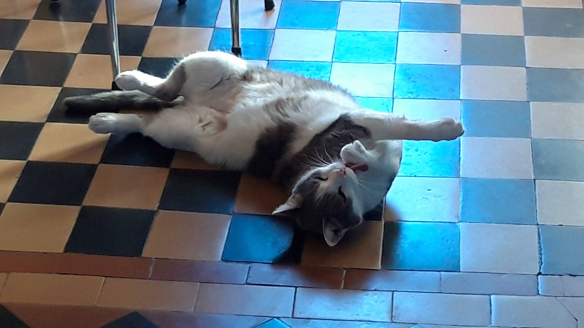 Sweeky participe au concours pour gagner de l'argent avec cette photo : canidae, carnivore, cat, companion_dog, dog, dog_breed, fawn, floor, flooring, puppy, retriever, snout, sporting_group, square, tail, tile