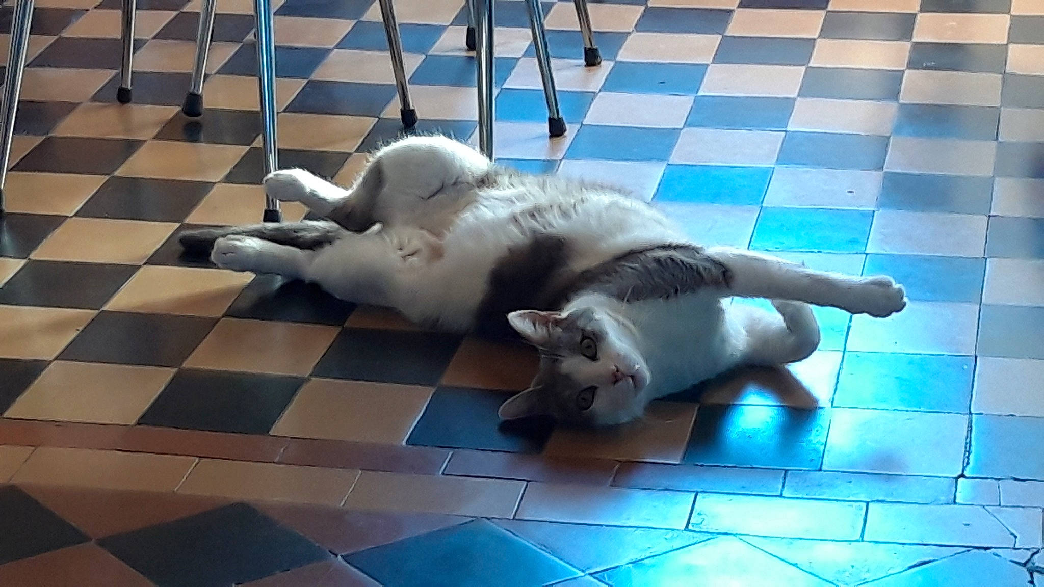 Caramel participe au concours pour gagner de l'argent avec cette photo : canidae, carnivore, dog, dog_breed, fawn, mammal, paw, sporting_group, vertebrate