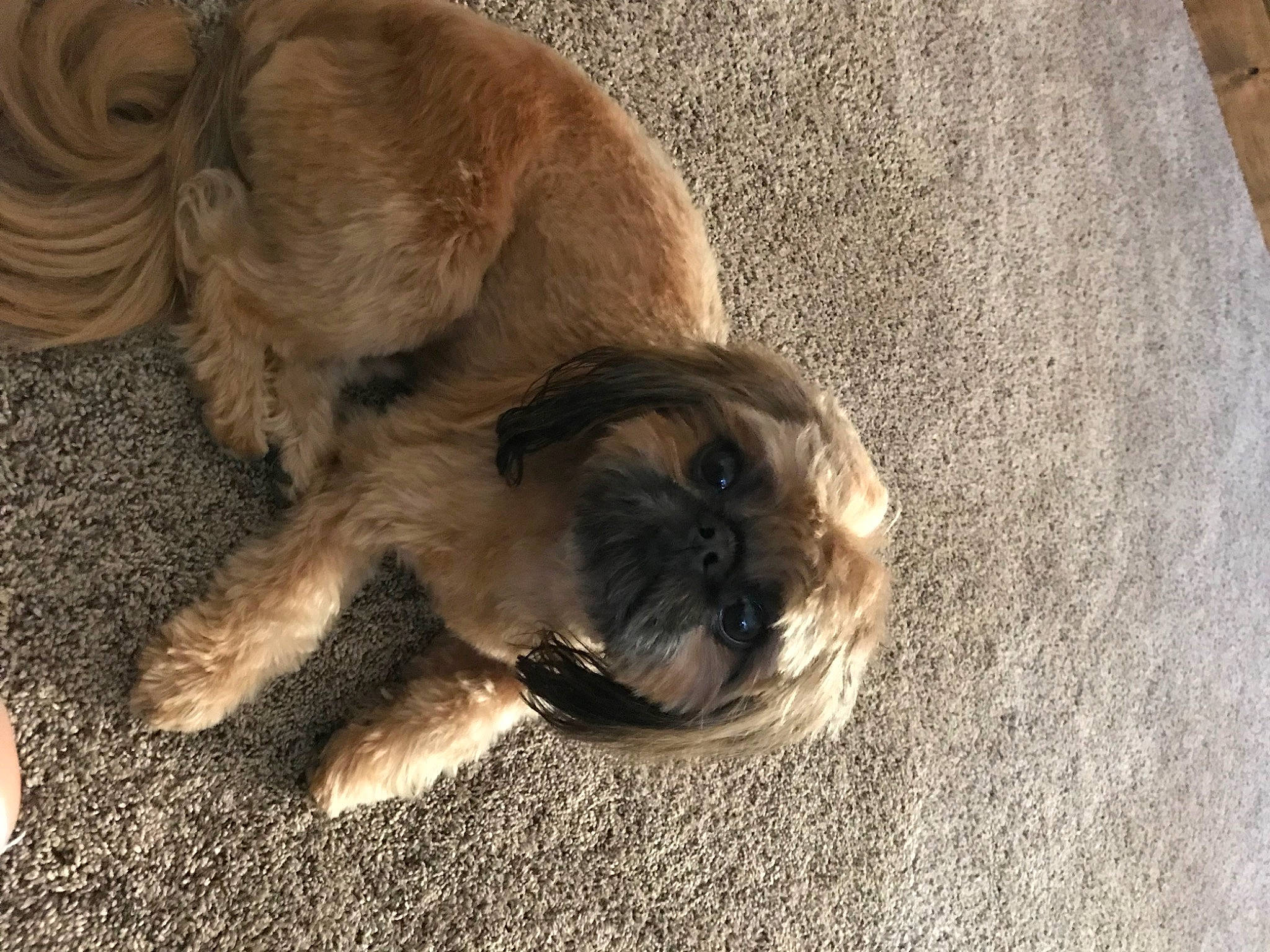 Kyzer is registered to the contest to win money with this photo: carnivore, companion_dog, concrete, dog, dog_breed, fawn, fur, liver, non_sporting_group, paw, road_surface, small_terrier, sporting_group, tail, terrestrial_animal, terrier, toy_dog, wood, working_animal, wrinkle