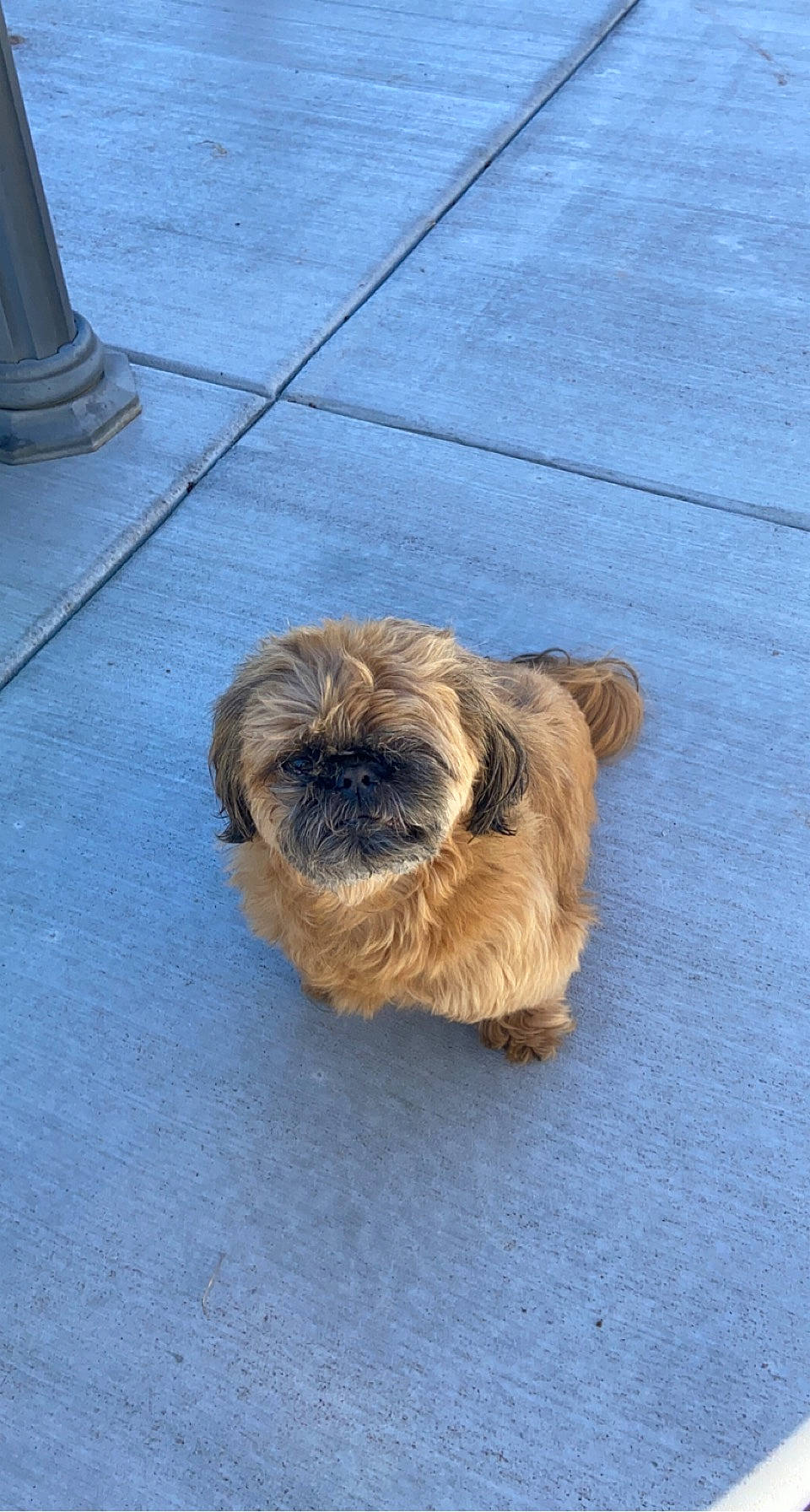 Kyzer joined the competition — help win amazing prizes! asphalt, canidae, carnivore, companion_dog, dog, dog_breed, electric_blue, fawn, floor, flooring, fur, liver, road_surface, small_terrier, snout, sporting_group, terrier, toy_dog, wood, working_animal