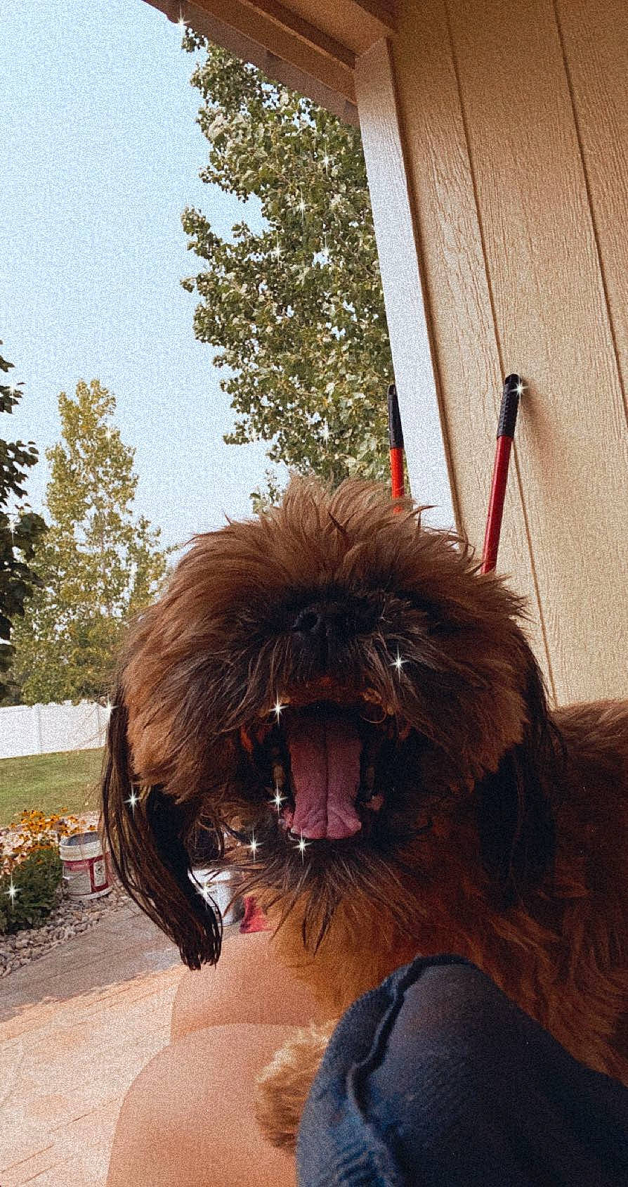 Kyzer is registered to the contest to win money with this photo: canidae, carnivore, collar, companion_dog, dog, dog_breed, dog_collar, eyewear, fang, fawn, fur, liver, plant, sky, snout, sporting_group, tints_and_shades, toy_dog, tree, working_animal