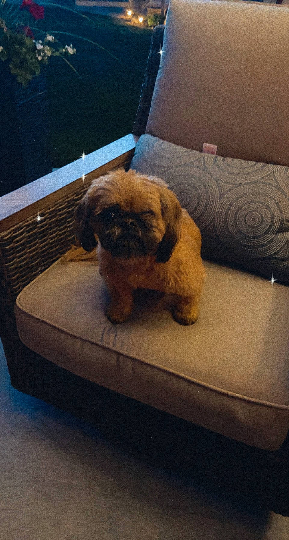 Kyzer joined the competition — help win amazing prizes! carnivore, comfort, companion_dog, couch, dog, dog_breed, fawn, flooring, fur, hardwood, liver, pet_supply, rectangle, snout, sporting_group, table, toy_dog, wood, working_animal, wrinkle