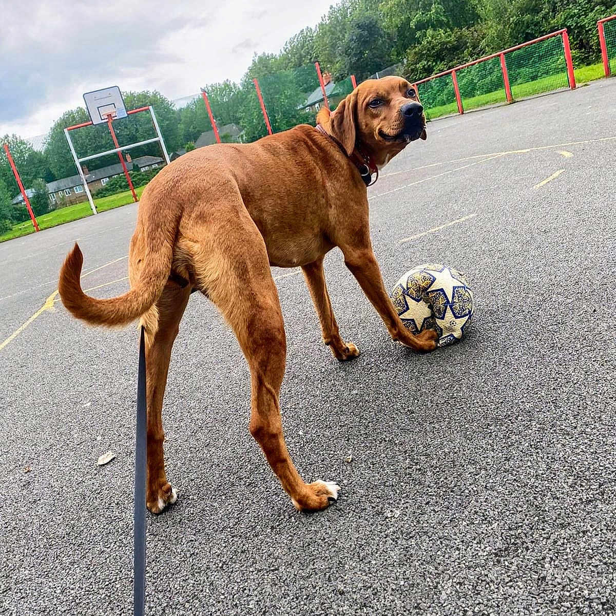 Scoobyduda joined the competition — help win amazing prizes! animal, ball, canine, dog, football, hardwood, person, pet, play, racket, sitting, soccer, soccerball, sphere, sport, stainedwood, tennis, tennisracket, walkingdog, wood