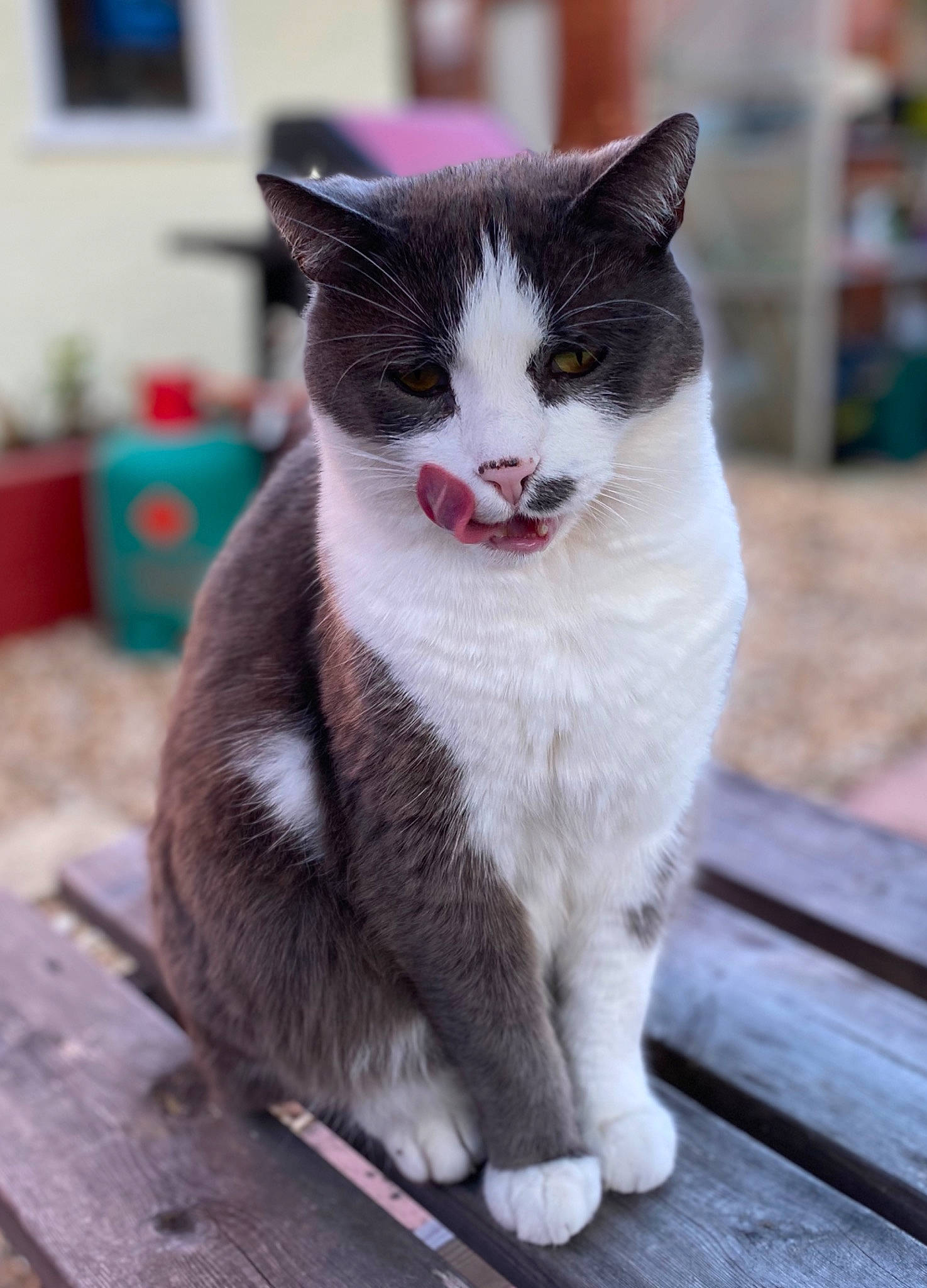 Curtis joined the competition — help win amazing prizes! aegean_cat, american_wirehair, carnivore, cat, domestic_short_haired_cat, european_shorthair, felidae, kitten, mammal, polydactyl_cat, small_to_medium_sized_cats, snout, whiskers