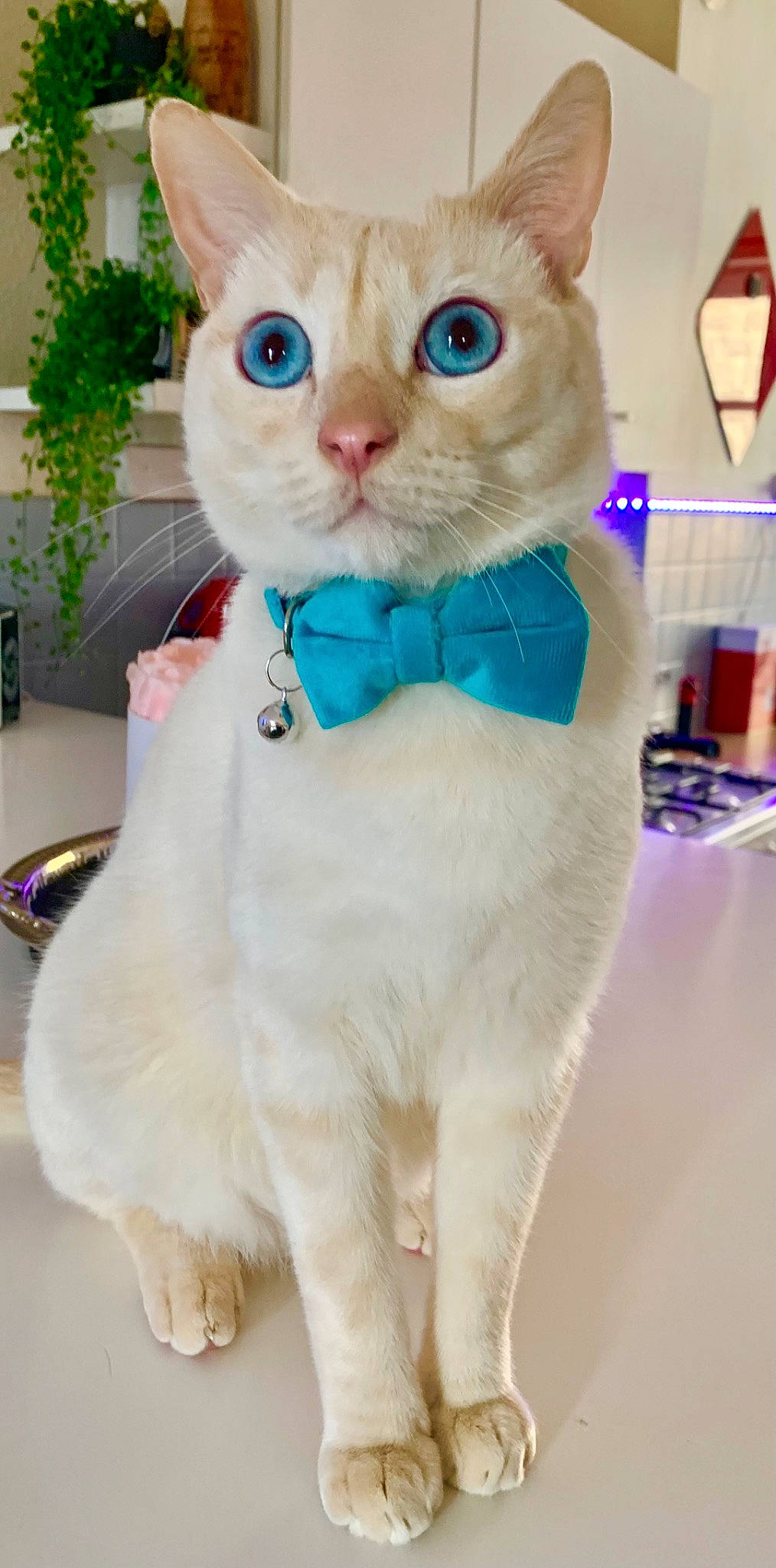 Tchupy participe au concours pour gagner de l'argent avec cette photo : bow_tie, carnivore, cat, claw, collar, domestic_short_haired_cat, fashion_accessory, fawn, felidae, fur, houseplant, pattern, paw, pet_supply, photo_caption, plant, small_to_medium_sized_cats, snout, tail, whiskers