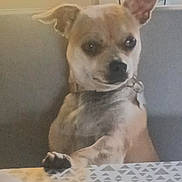 Viggo participe au concours pour gagner de l'argent avec cette photo : dog, chihuahua, pet, indoor, sitting, paw_on_table, ears, collar, portrait, sofa, table, tablecloth, window, clothing, bag, curtain, cute, small_dog, expression, home