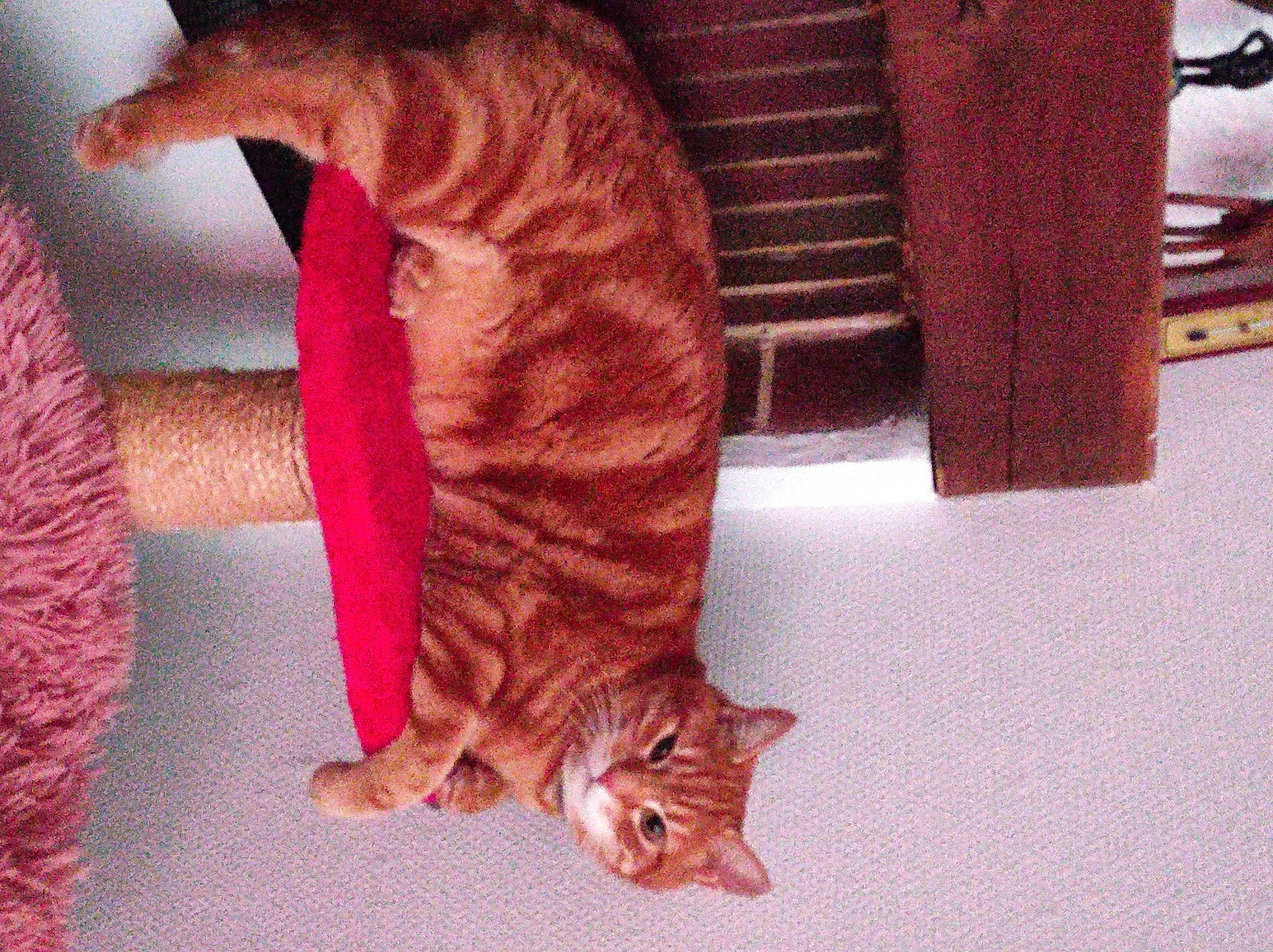 Gamin participe au concours pour gagner de l'argent avec cette photo : carnivore, cat, claw, comfort, domestic_short_haired_cat, fawn, felidae, flooring, foot, fur, human_leg, pattern, paw, small_to_medium_sized_cats, snout, tail, terrestrial_animal, textile, whiskers, wood