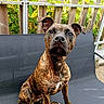 dog, brindle, pet, animal, outdoor, chair, fence, greenery, leaves, sunlight, sitting, canine, portrait, alert, ears, fur, paw, nature, daylight, backyard
