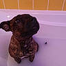 Athena participe au concours pour gagner de l'argent avec cette photo : dog, bathtub, milky_water, brindle, pet, indoor, bathroom, tiles, yellow, looking_up, water, animal, cute, small_dog, bath_time, waiting, wet, floor, ears, expression