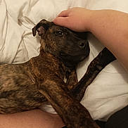 Athena participe au concours pour gagner de l'argent avec cette photo : dog, brindle, bed, white_bed, human_hand, petting, relaxed, lying_down, indoor, comfort, affection, paw, fur, animal, canine, resting, close_up, skin, human, cuddle