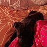 dog, bed, blanket, pillow, indoor, pet, sleeping_area, cozy, polka_dot, fabric, resting, animal, domestic_animal, brown, black, fur, cute, relaxed, comfort, home