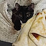 Sassy is registered to the contest to win money with this photo: cat, black_cat, blanket, cozy, indoor, pet, fur, paw, curious, resting, soft_texture, close_up, warm, cute, animal, mammal, domestic, relaxed, eyes, comfort