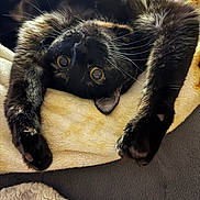 Sassy is registered to the contest to win money with this photo: cat, black_cat, pet, animal, feline, whiskers, paws, blanket, cozy, indoor, cute, fur, relaxed, stretching, upside_down, curious_eyes, soft_texture, domestic_cat, resting, closeup