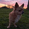 Stitch participe au concours pour gagner de l'argent avec cette photo : dog, chihuahua, small_dog, long_hair, fluffy, standing, outdoors, grass, field, sunset, dramatic_sky, pink_sky, golden_hour, animal_portrait, pointed_ears, dark_eyes, white_chest, full_body, tree, landscape