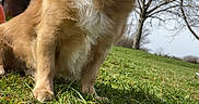 Stitch participe au concours pour gagner de l'argent avec cette photo : dog, golden_dog, pet, animal, sitting, smiling, happy, open_mouth, fluffy_fur, long_hair, white_chest, outdoor, grass, park, trees, sky, sunlight, portrait, low_angle, playful