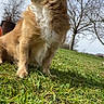 animal, dog, fluffy_fur, golden_dog, grass, happy, long_hair, low_angle, open_mouth, outdoor, park, pet, playful, portrait, sitting, sky, smiling, sunlight, trees, white_chest