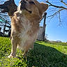 Stitch participe au concours pour gagner de l'argent avec cette photo : dog, dogs, golden_dog, black_dog, outdoors, grass, field, blue_sky, trees, sunlight, animal_portrait, close_up, low_angle, fur, floppy_ears, pointed_ears, open_mouth, nature, pet, playful