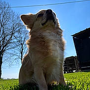 Stitch a rejoint le concours — aidez-le/la à gagner de superbes lots ! dog, fluffy, cream_colored, long_hair, pet, animal, outdoor, grass, blue_sky, sunlight, trees, bare_trees, power_line, building, rural, backyard, low_angle, portrait, sitting, nature