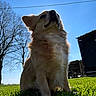 animal, backyard, bare_trees, blue_sky, building, cream_colored, dog, fluffy, grass, long_hair, low_angle, nature, outdoor, pet, portrait, power_line, rural, sitting, sunlight, trees