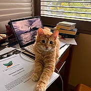Oscar is registered to the contest to win money with this photo: blinds, books, cat, cord, cozy, desk, feline, fluffy, indoor, laptop, natural_light, office, orange_cat, paper, pet, stretching, technology, training_manual, window, workspace