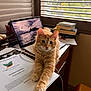 blinds, books, cat, cord, cozy, desk, feline, fluffy, indoor, laptop, natural_light, office, orange_cat, paper, pet, stretching, technology, training_manual, window, workspace