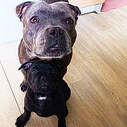 Shanel Et Brako a rejoint le concours — aidez-le/la à gagner de superbes lots ! dog, pets, indoor, floor, wooden_floor, brown_dog, black_dog, two_dogs, looking_up, canine, companion, animal, cute, domestic, young_dog, small_dog, medium_dog, ears, eyes, snout