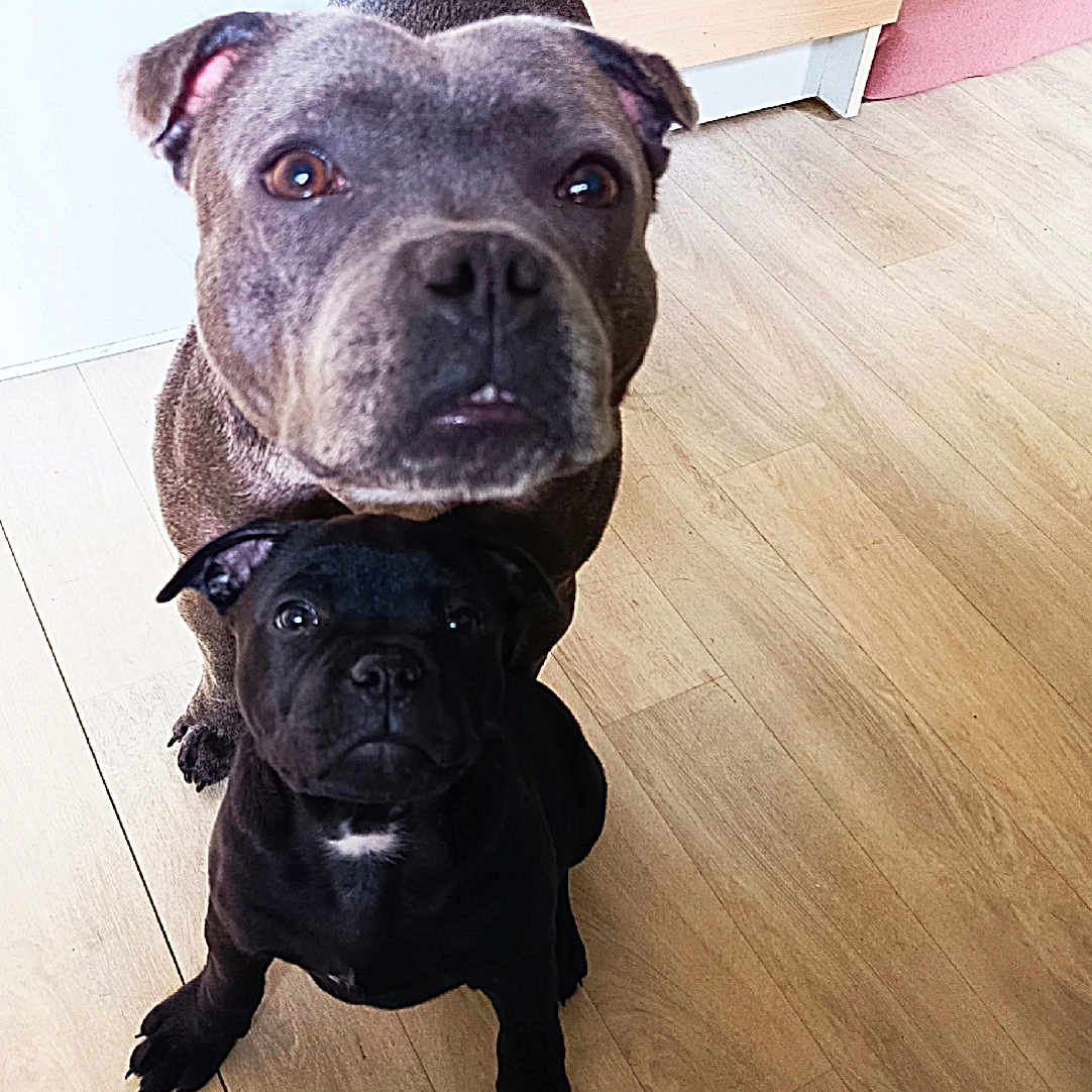 Shanel Et Brako a rejoint le concours — aidez-le/la à gagner de superbes lots ! dog, pets, indoor, floor, wooden_floor, brown_dog, black_dog, two_dogs, looking_up, canine, companion, animal, cute, domestic, young_dog, small_dog, medium_dog, ears, eyes, snout