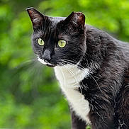 Harlee is registered to the contest to win money with this photo: cat, tuxedo_cat, black_and_white, green_eyes, whiskers, close_up, outdoor, nature, feline, pet, animal, curious, alert, portrait, soft_background, leafy, fur, side_view, domestic_cat, wildlife