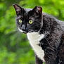 cat, tuxedo_cat, black_and_white, green_eyes, whiskers, close_up, outdoor, nature, feline, pet, animal, curious, alert, portrait, soft_background, leafy, fur, side_view, domestic_cat, wildlife