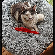 Aria a rejoint le concours — aidez-le/la à gagner de superbes lots ! cat, gray_cat, white_cat, pet, fluffy, indoor, pet_bed, shaggy_bed, red_feather, relaxed, cozy, window, plant, pot, greenery, animal, feline, resting, home, soft_lighting