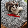 cat, gray_cat, white_cat, pet, fluffy, indoor, pet_bed, shaggy_bed, red_feather, relaxed, cozy, window, plant, pot, greenery, animal, feline, resting, home, soft_lighting