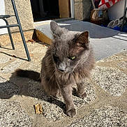 Phileas participe au concours pour gagner de l'argent avec cette photo : animal, cat, curious, daylight, domestic, doorway, feline, fur, gray_cat, green_eyes, home, nature, outdoor, pet, quiet, relaxed, shadow, sitting, stone_pavement, sunlight