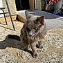 animal, cat, curious, daylight, domestic, doorway, feline, fur, gray_cat, green_eyes, home, nature, outdoor, pet, quiet, relaxed, shadow, sitting, stone_pavement, sunlight