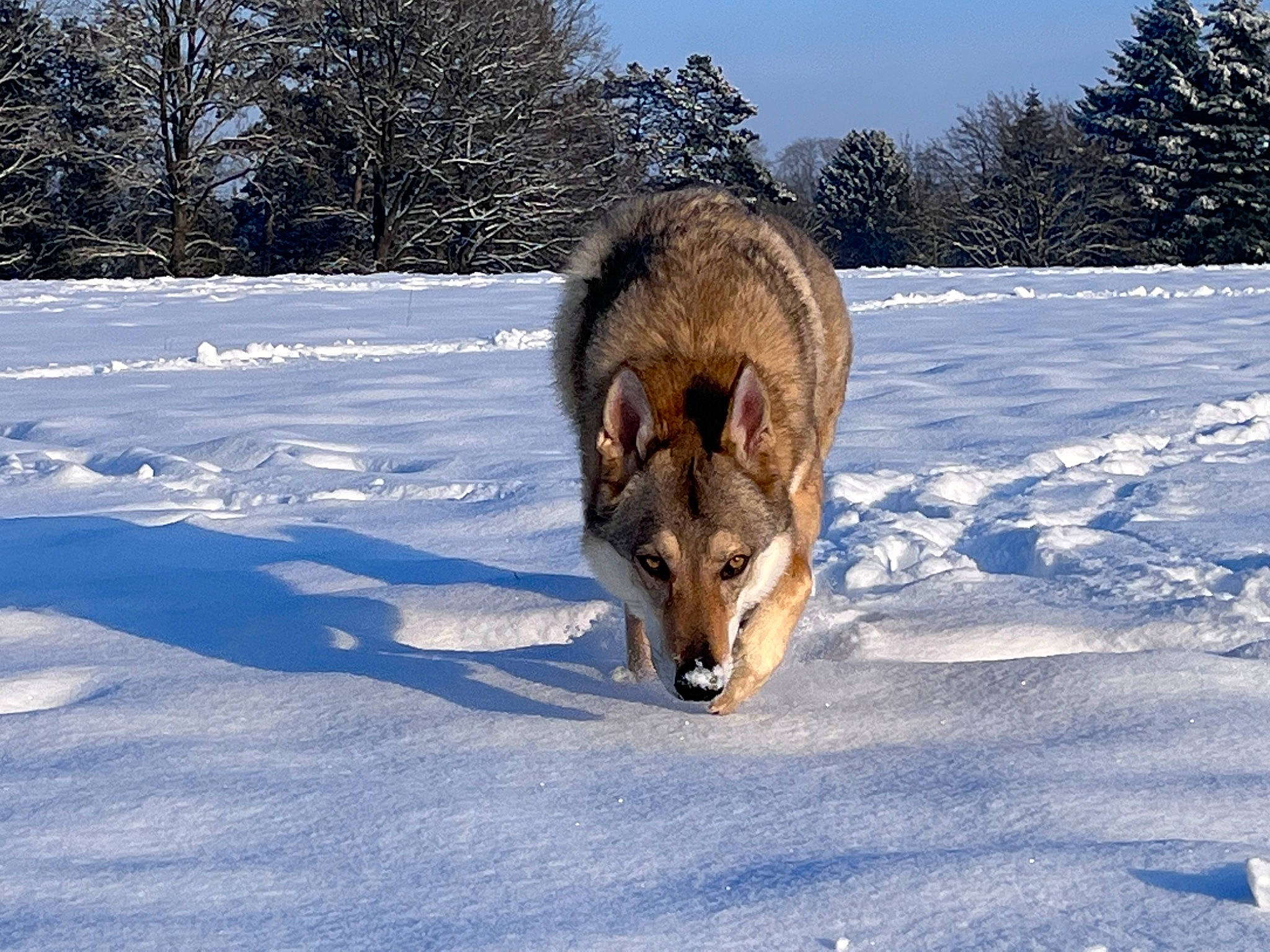 Nakos a rejoint le concours — aidez-le/la à gagner de superbes lots ! canidae, canis, carnivore, dog, dog_breed, electric_blue, fawn, freezing, sky, slope, snout, snow, sporting_group, tail, terrestrial_animal, tree, winter, wolf, working_animal, working_dog