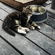 Loki And Smokie joined the competition — help win amazing prizes! kitten, cat, tabby, resting, sleeping, water_bowl, wooden_deck, pet_bed, cat_tree, fur, paw, outdoor, animal, pet, relaxed, sunlight, floor, domestic_cat, closeup, quiet