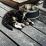 kitten, cat, tabby, resting, sleeping, water_bowl, wooden_deck, pet_bed, cat_tree, fur, paw, outdoor, animal, pet, relaxed, sunlight, floor, domestic_cat, closeup, quiet