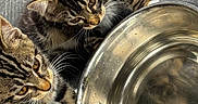 Loki And Smokie is registered to the contest to win money with this photo: cat, kitten, tabby, water_bowl, metal_bowl, whiskers, curious, pets, animal, feline, floor, wooden_floor, reflection, close_up, two_animals, young_cat, domestic_cat, indoor, playful, companions