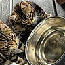 cat, kitten, tabby, water_bowl, metal_bowl, whiskers, curious, pets, animal, feline, floor, wooden_floor, reflection, close_up, two_animals, young_cat, domestic_cat, indoor, playful, companions