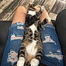 Loki And Smokie is registered to the contest to win money with this photo: cat, tabby_cat, lap, denim_shorts, ripped_shorts, person, grooming, tongue_out, indoor, wooden_floor, relaxed, pet, animal, fur, whiskers, paws, legs, casual, seated, comfort