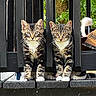 cat, kitten, tabby, white_paws, fence, wooden_fence, pets, animals, outdoor, nature, greenery, curious, sitting, pair, striped_fur, young_animal, sunlight, closeup, portrait, two