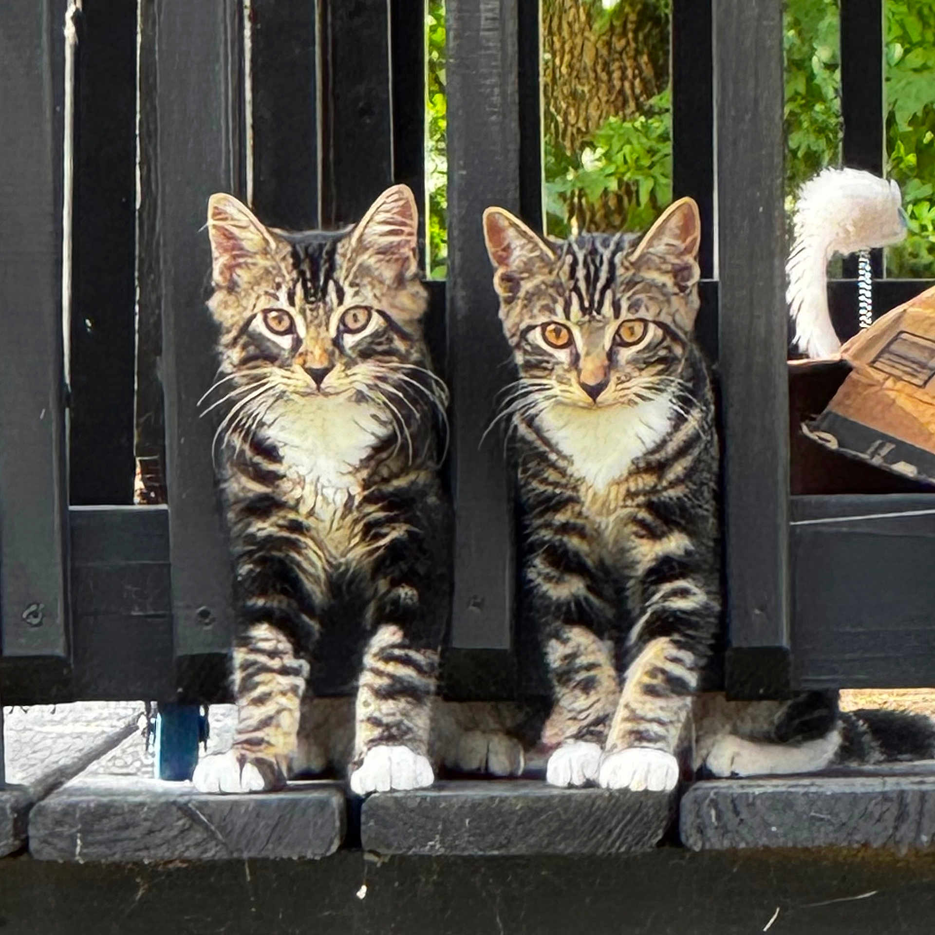 Loki And Smokie is registered to the contest to win money with this photo: cat, kitten, tabby, white_paws, fence, wooden_fence, pets, animals, outdoor, nature, greenery, curious, sitting, pair, striped_fur, young_animal, sunlight, closeup, portrait, two