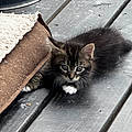Deanna O.