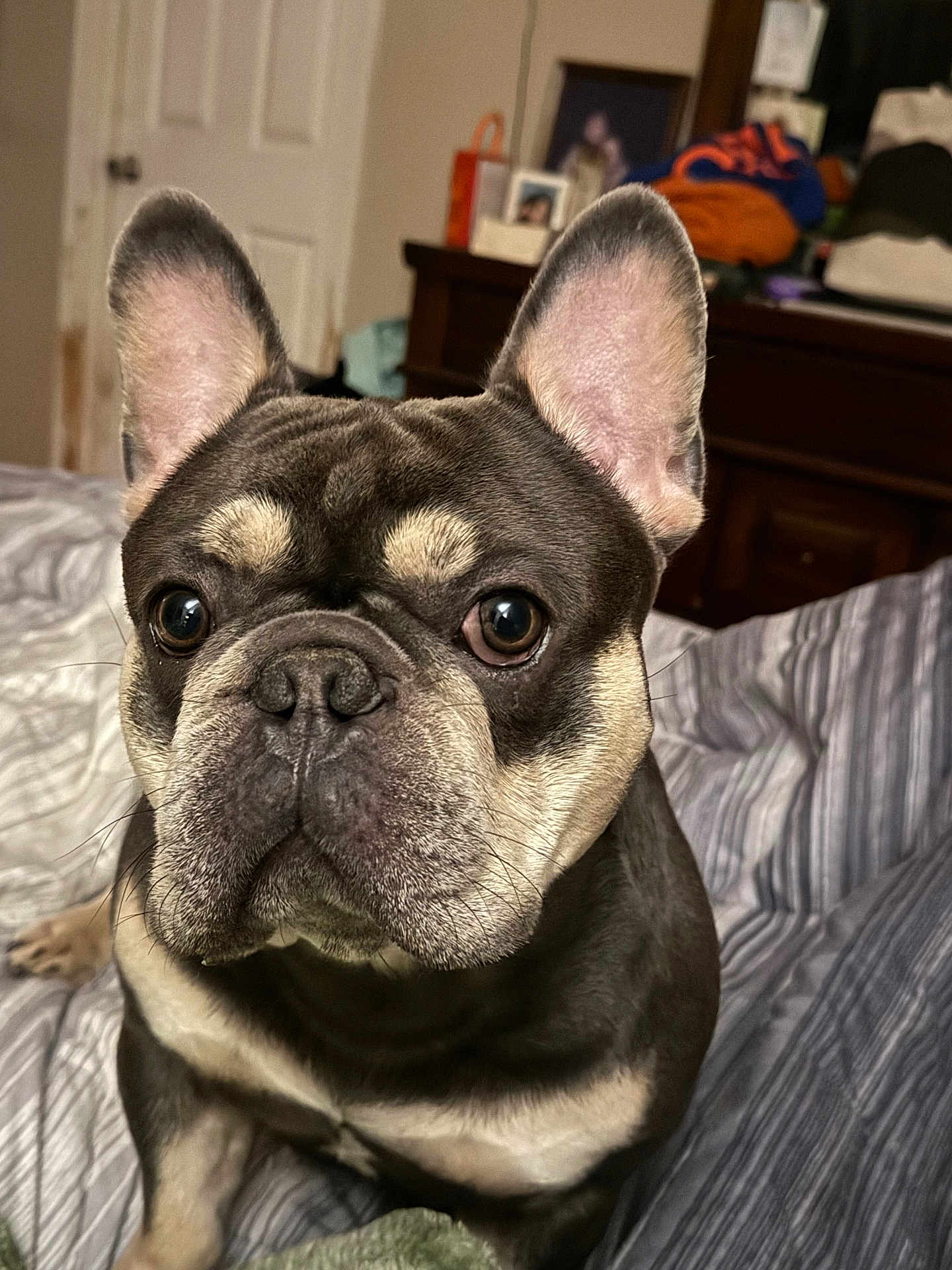 Ace joined the competition — help win amazing prizes! dog, french_bulldog, pet, bed, indoor, close_up, canine, animal, ears, eyes, fur, portrait, domestic_animal, cute, companion, resting, blanket, furniture, household, mammal